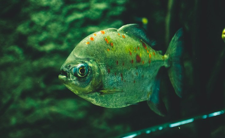 The Fascination of Premium Discus Fish