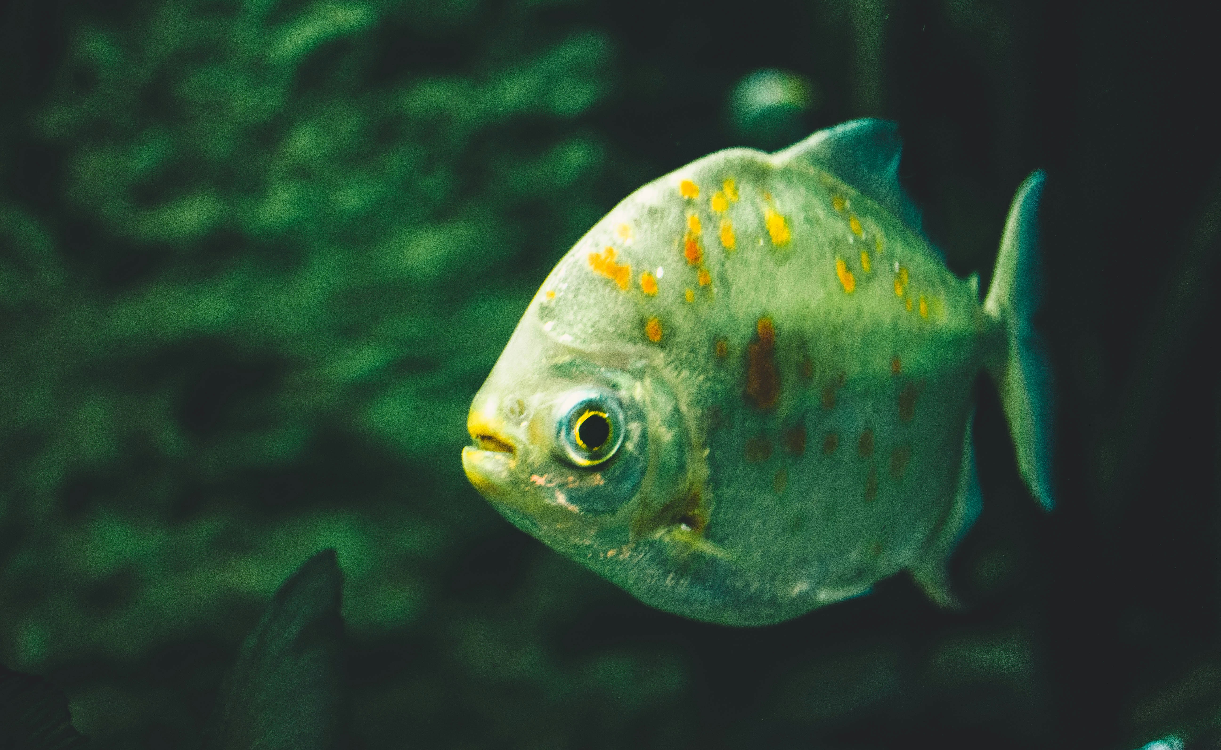 orange and white fish in water