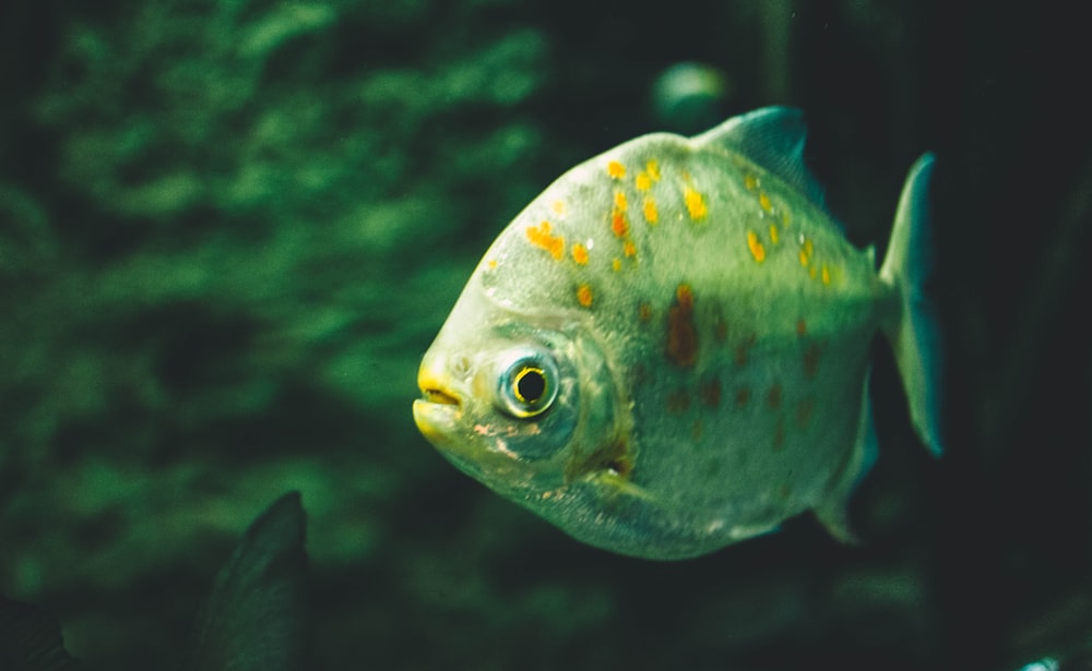 orange and white fish in water