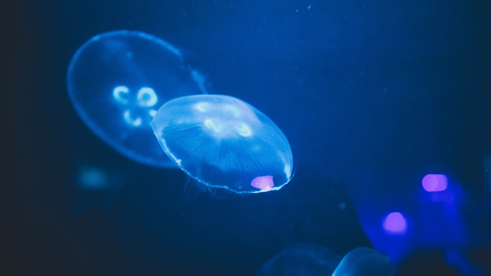 blue jellyfish in blue water