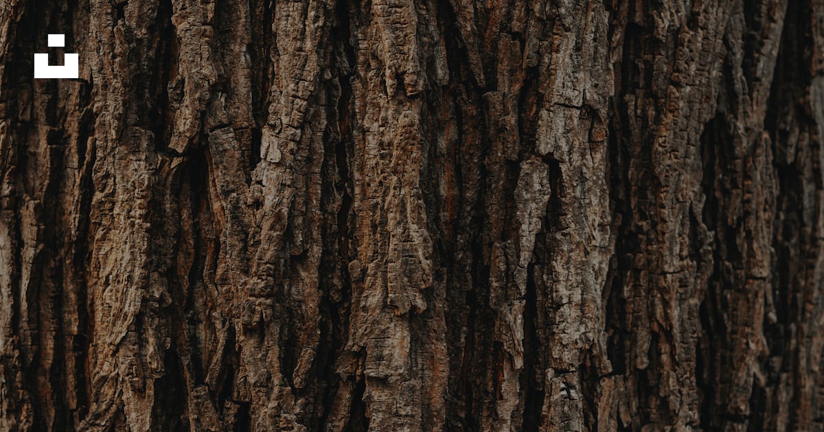 Brown tree trunk during daytime photo – Free Texture Image on Unsplash