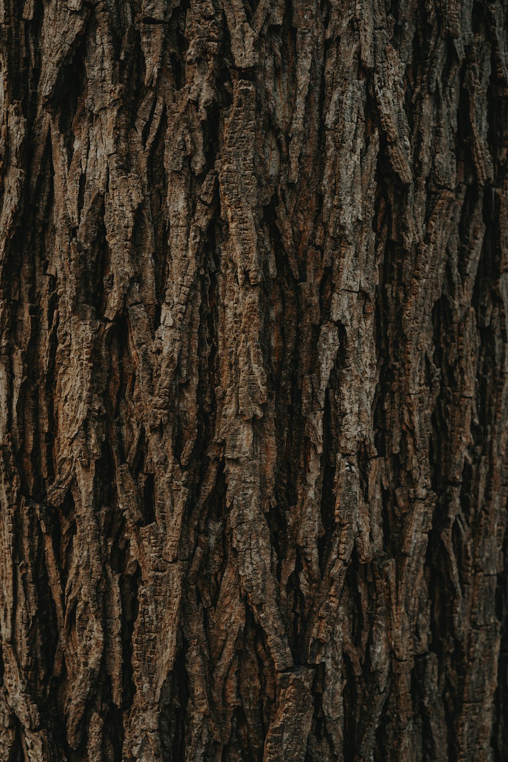 tronco d'albero marrone durante il giorno