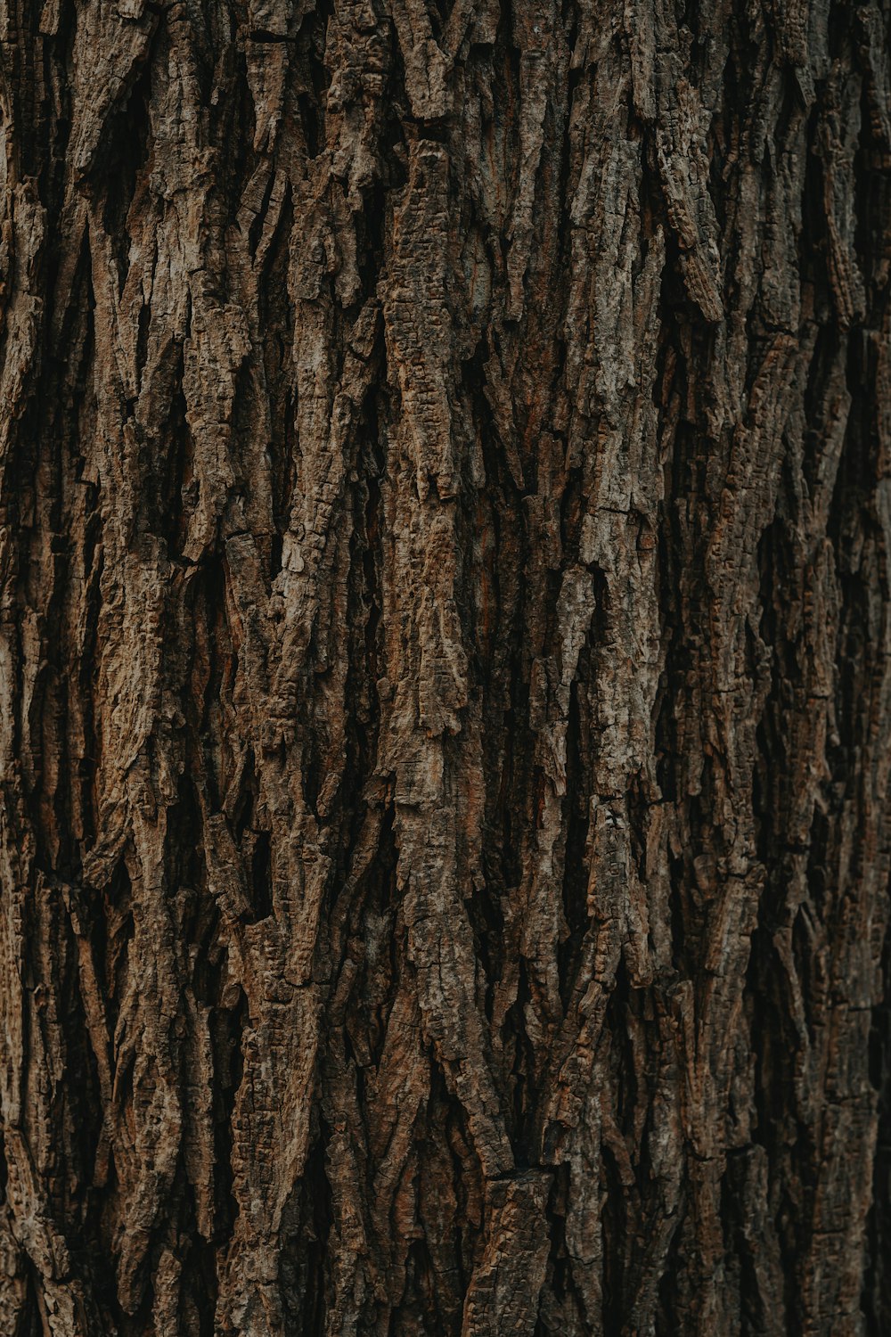 tronco de árbol marrón durante el día