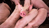 pink pig on brown wooden cage