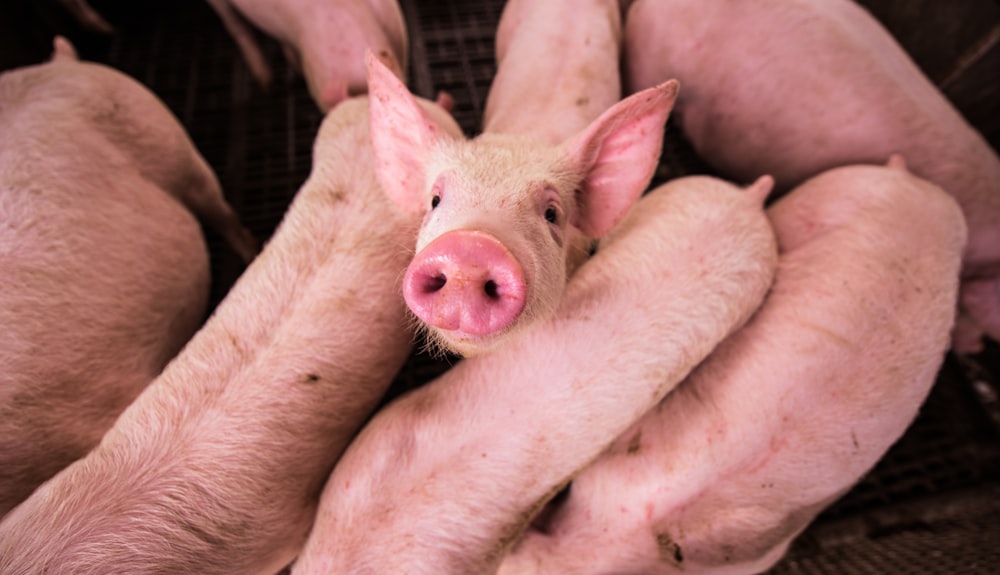 pink pig on brown wooden cage