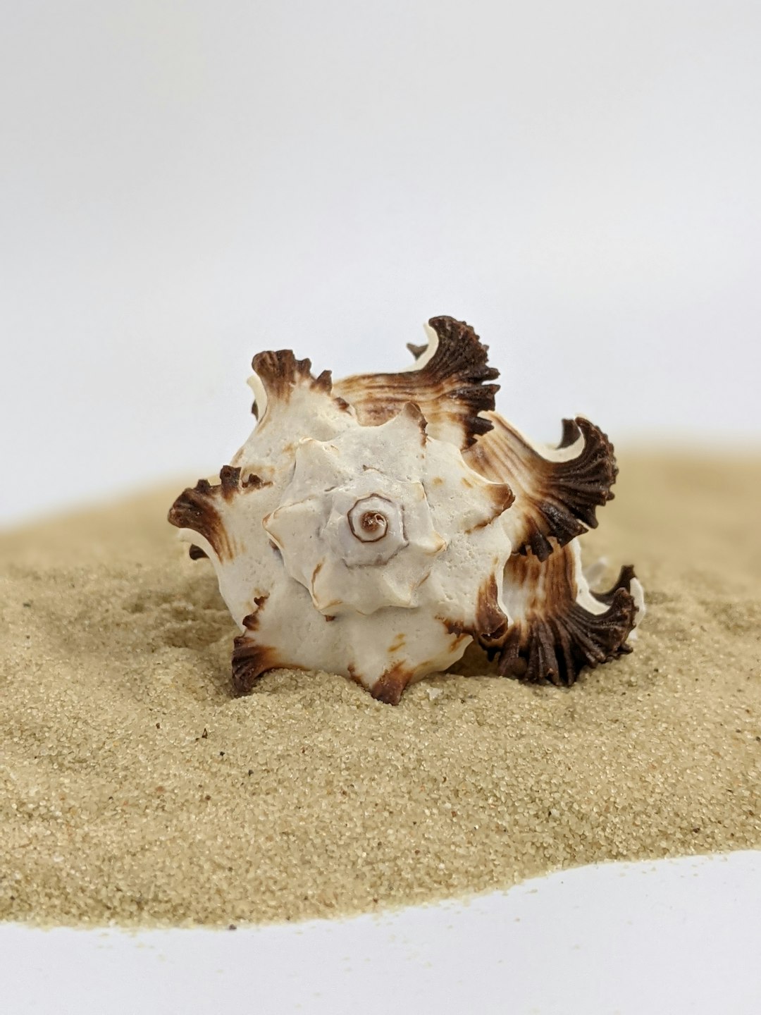 white and brown sea shell on brown sand