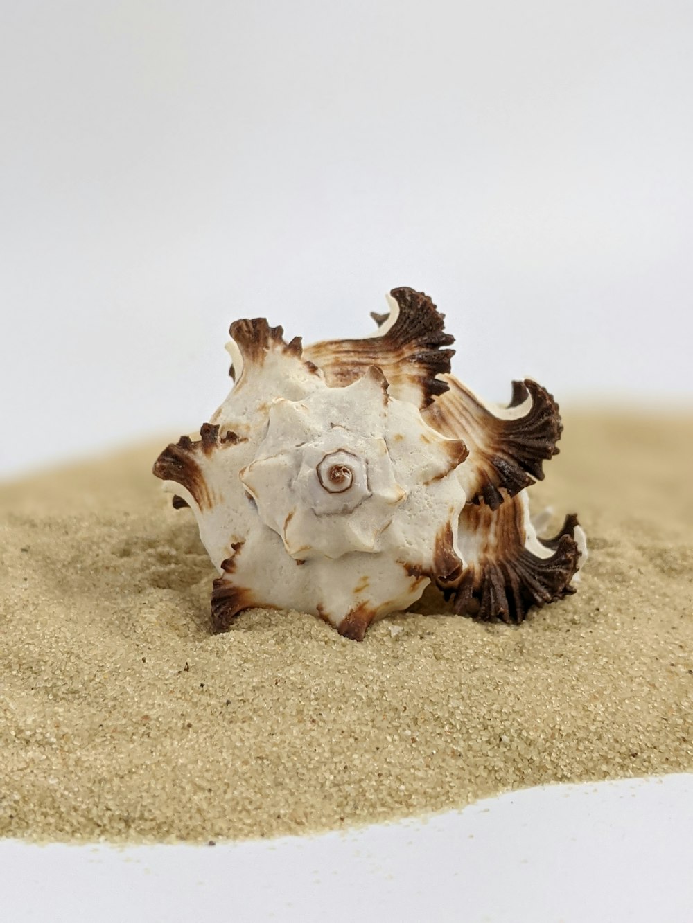 white and brown sea shell on brown sand
