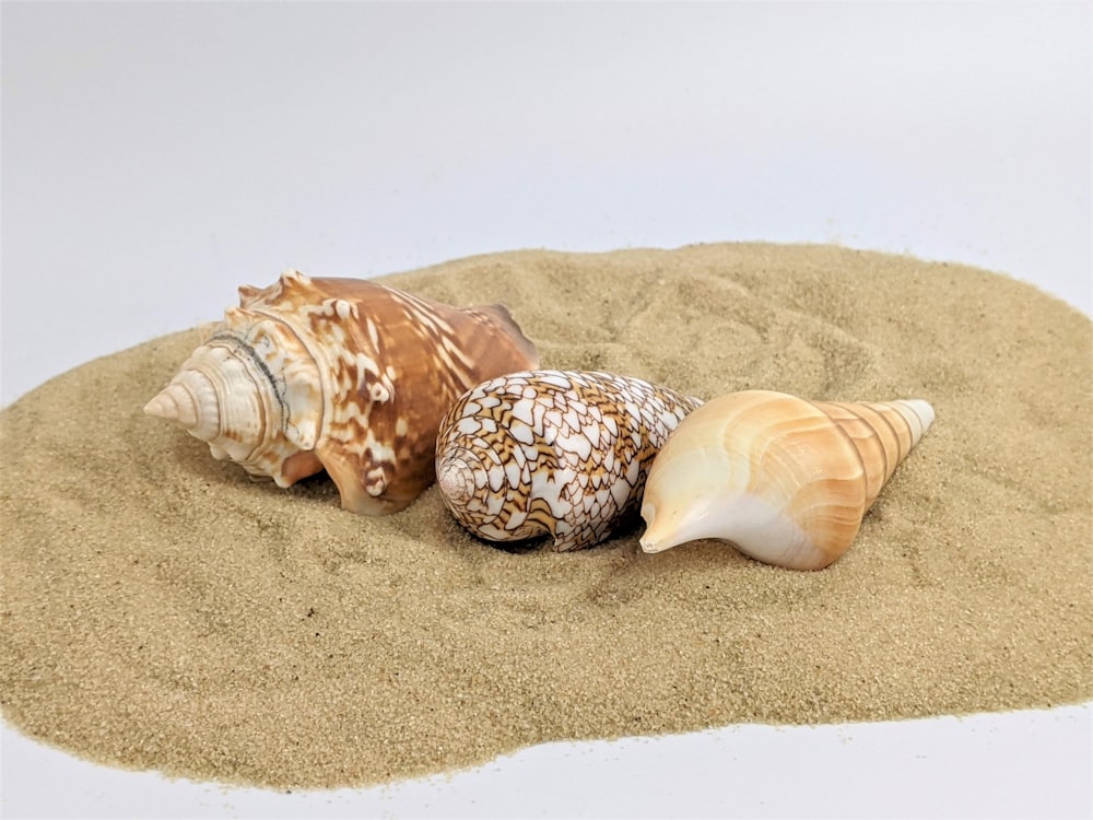 茶色の砂に茶色と白の貝殻