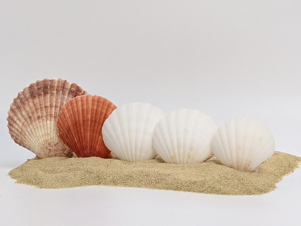 1,700+ Seashells Decoration In Glass Stock Photos, Pictures & Royalty-Free  Images - iStock