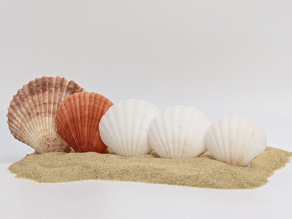 white and brown sea shells on brown textile