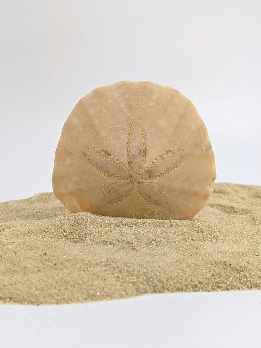 brown rock on brown sand during daytime