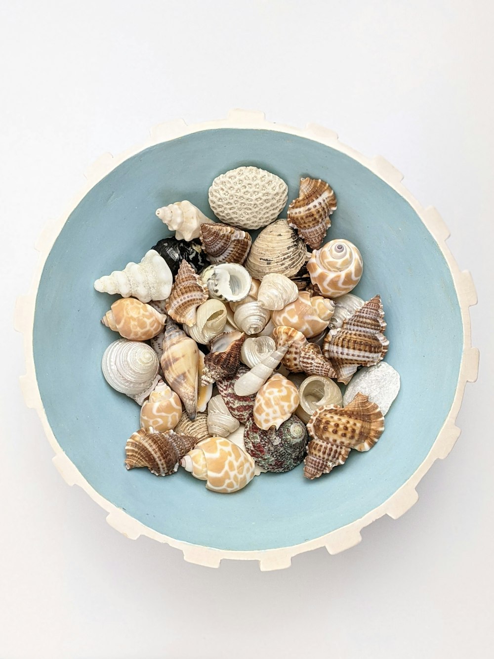 seashells on blue ceramic bowl
