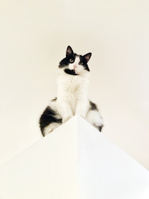 A black and white cat is perched atop a tall white structure, looking directly at the camera with an inquisitive expression. The background is minimal, with light colors creating a clean and simple aesthetic.
