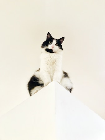 A black and white cat is perched atop a tall white structure, looking directly at the camera with an inquisitive expression. The background is minimal, with light colors creating a clean and simple aesthetic.