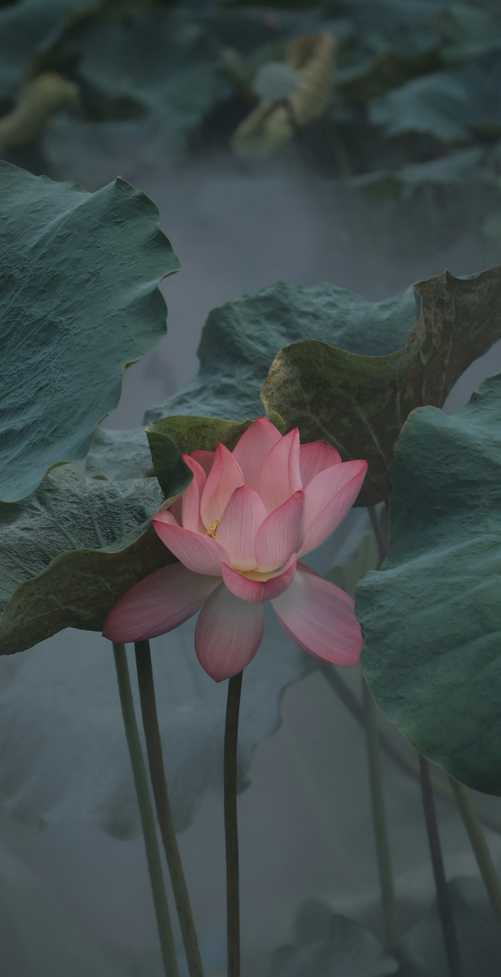 pink lotus flower on water