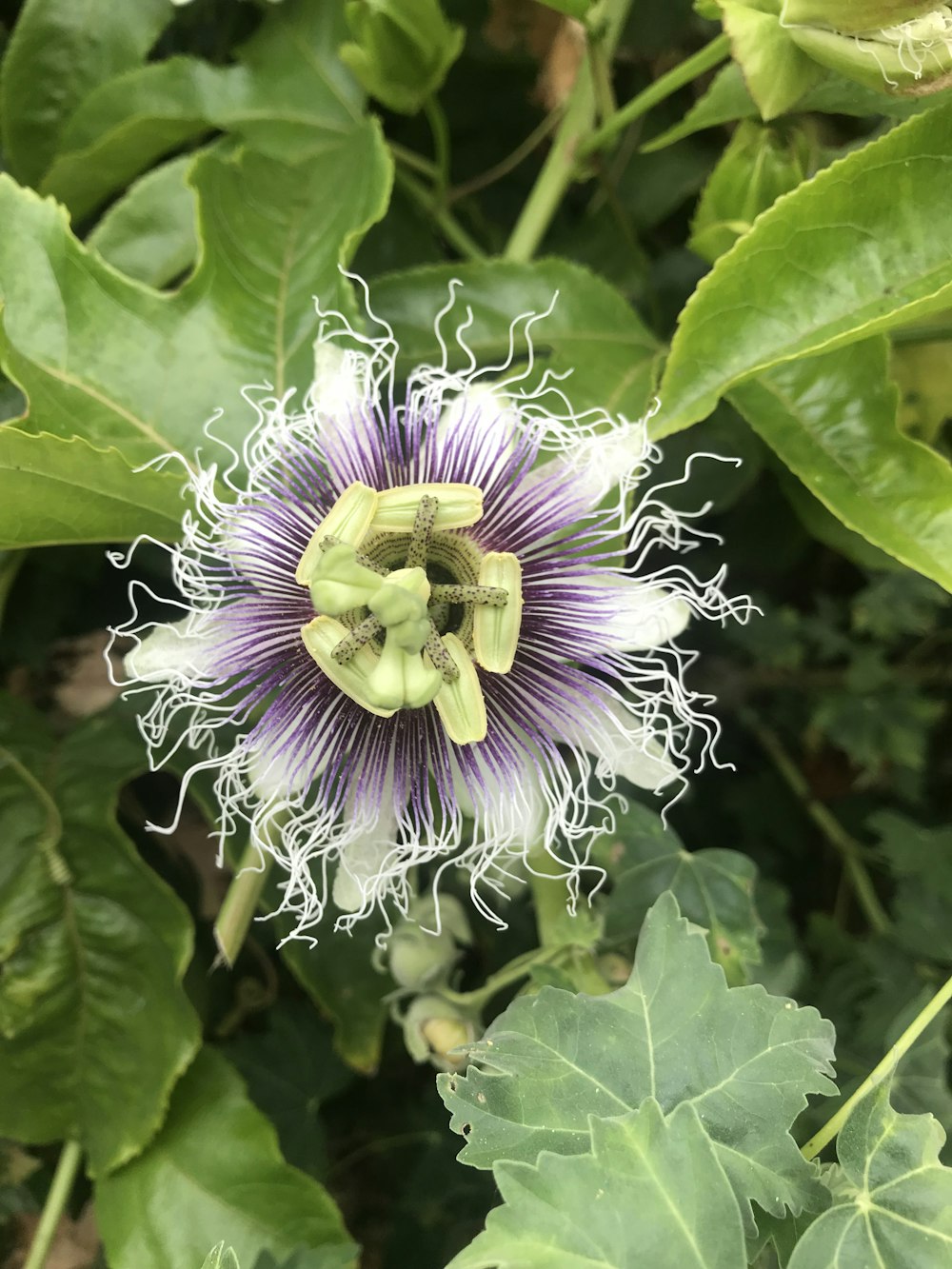 マクロレンズ撮影の白と紫の花