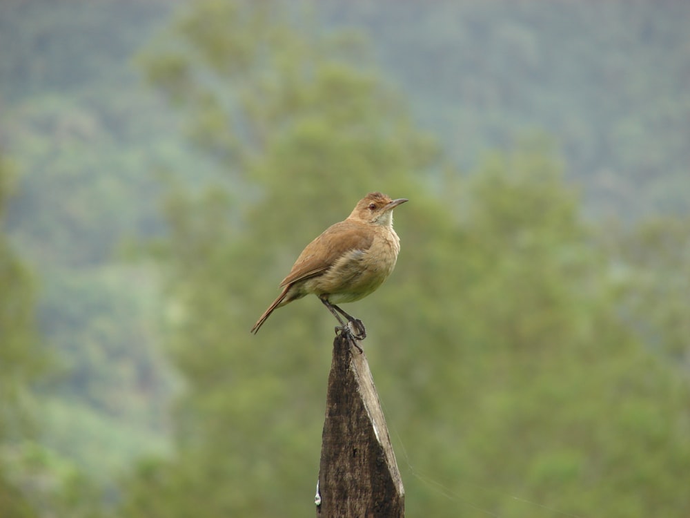 brown bird on brown wooden post during daytime