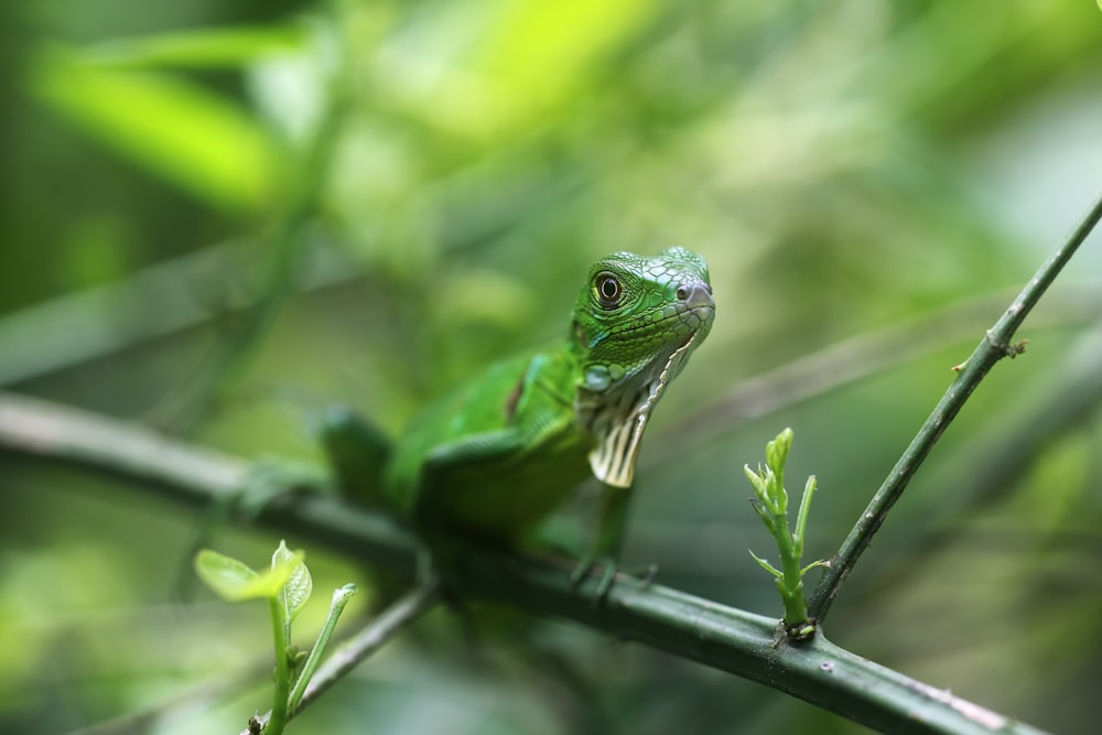 lézard vert sur bâton noir