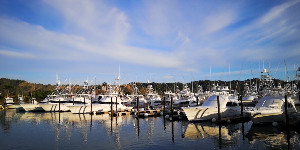 white and black boats on dock during daytime