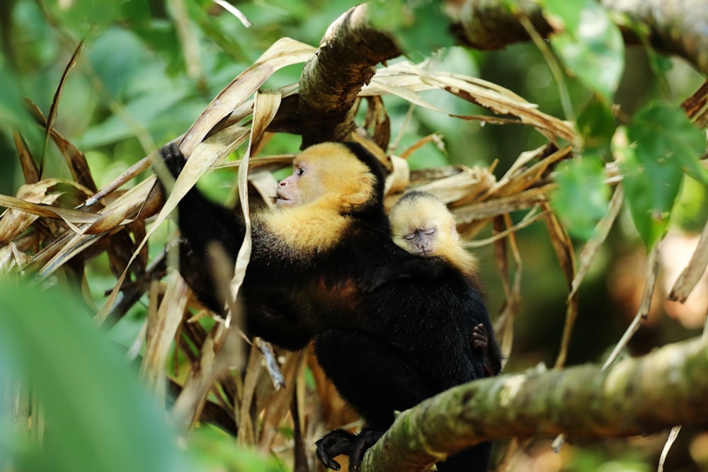 black and white monkey on brown tree branch during daytime