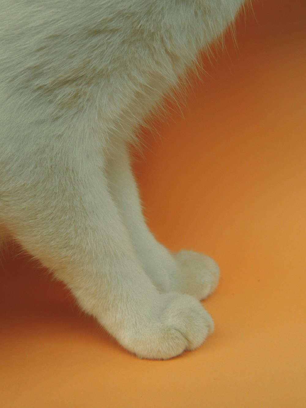 white fur cat on orange textile