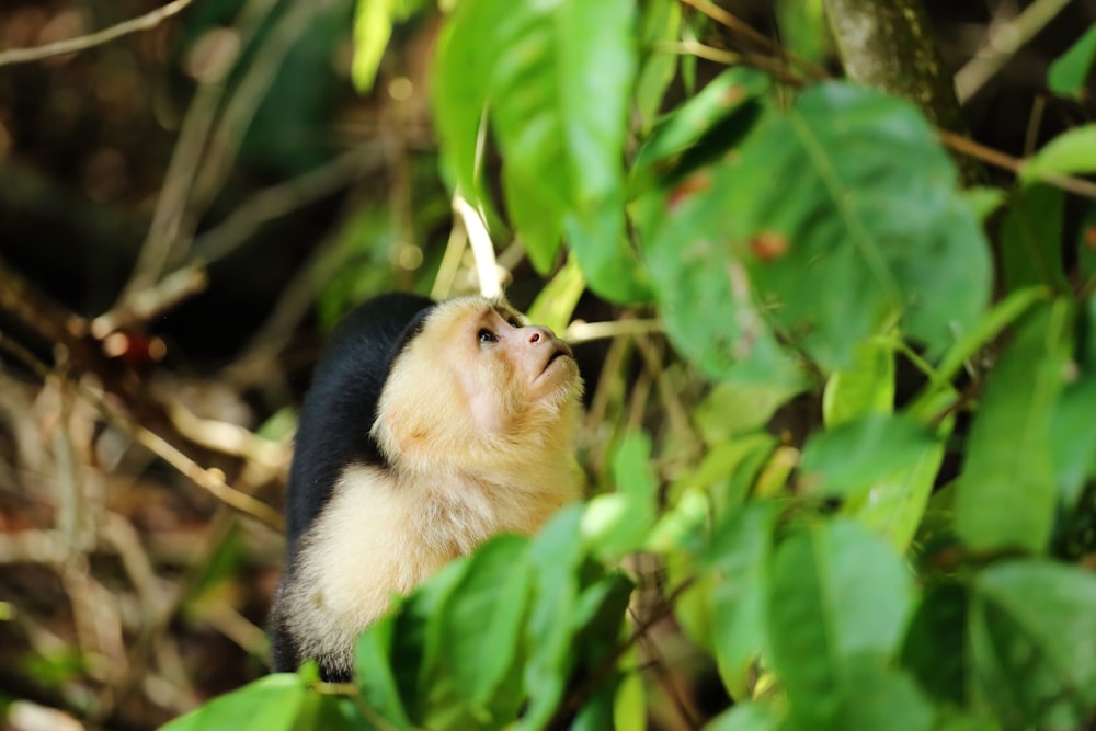 brown and black monkey on green leaves during daytime