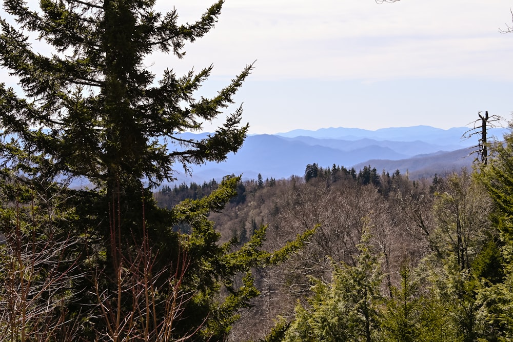 green trees on mountain under white clouds during daytime