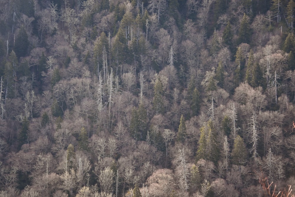 green trees on mountain during daytime