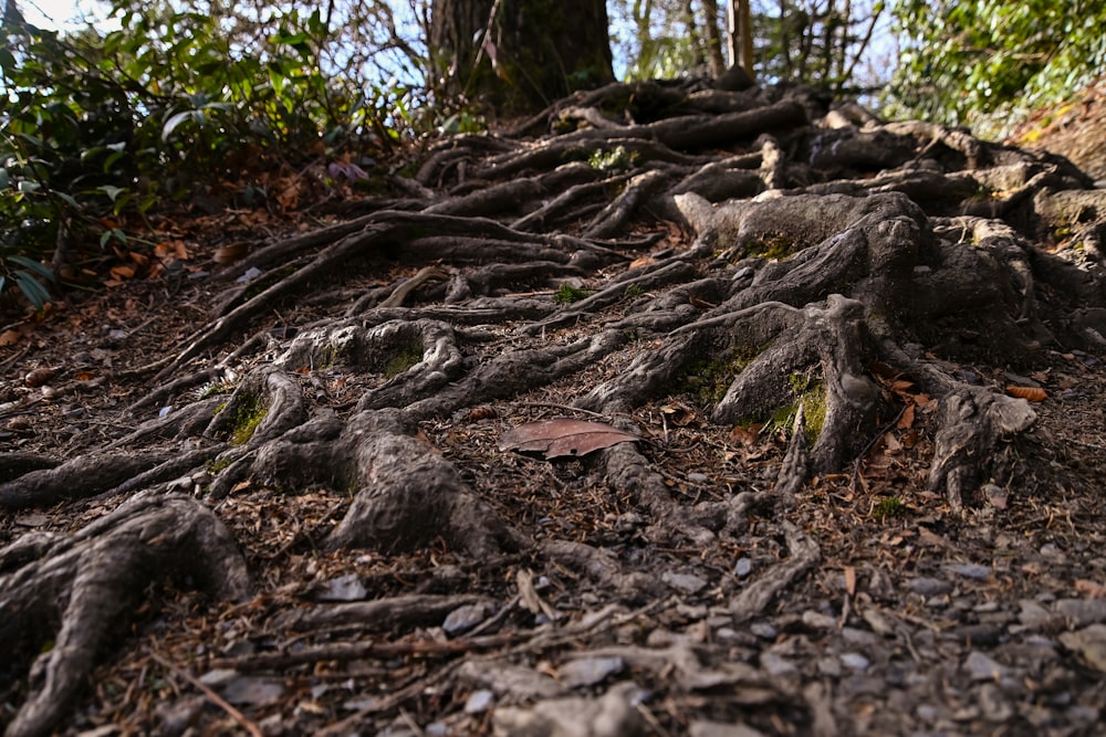 brown tree trunk on ground