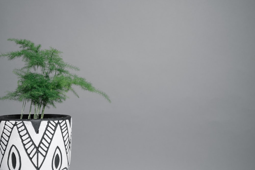 green plant on white and black ceramic pot