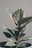 A close-up view of a potted rubber plant with large, glossy leaves. The leaves have a dark green color with a reddish-brown hue along the edges. The plant is positioned against a neutral light gray background, creating a minimalist and calming scene.