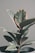 A close-up view of a potted rubber plant with large, glossy leaves. The leaves have a dark green color with a reddish-brown hue along the edges. The plant is positioned against a neutral light gray background, creating a minimalist and calming scene.