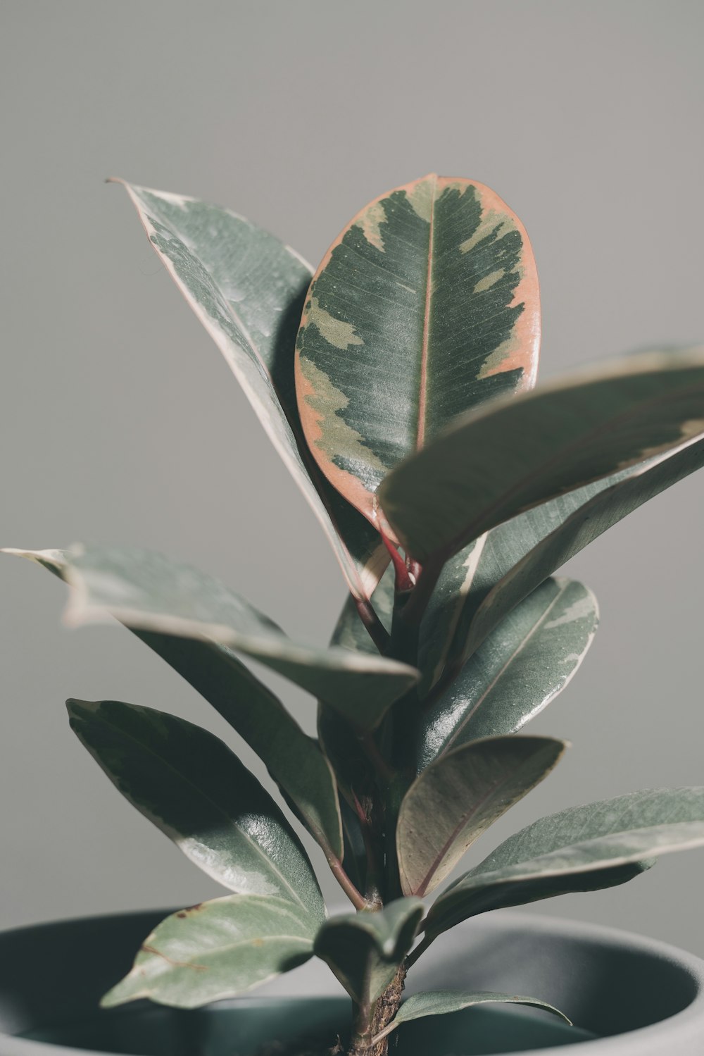 green leaf plant in close up photography