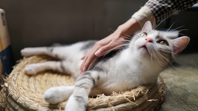 A calm cat receiving a soothing massage during a wellness session.
