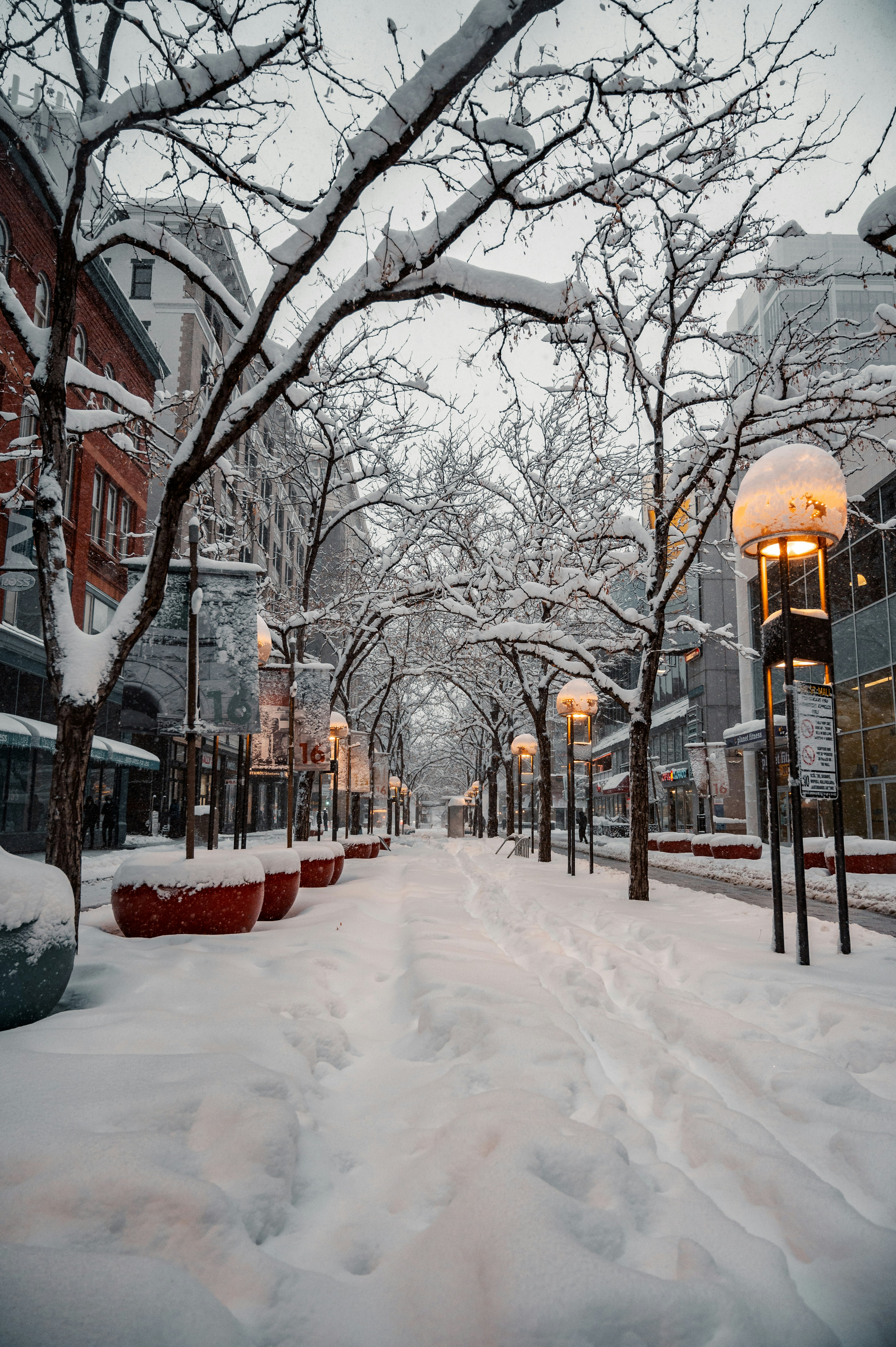 snow covered ground with bare trees during daytime