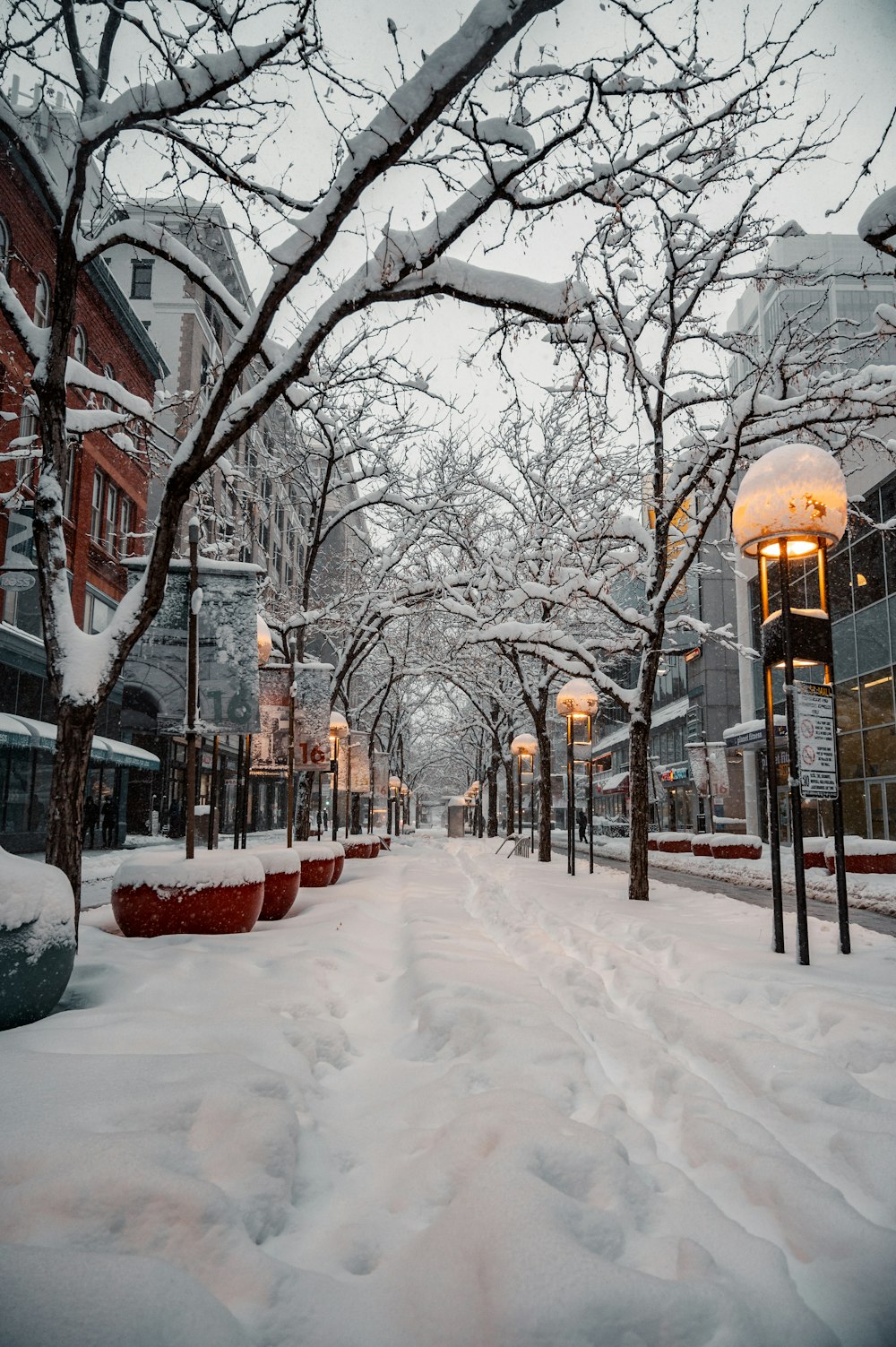 snow covered ground with bare trees during daytime