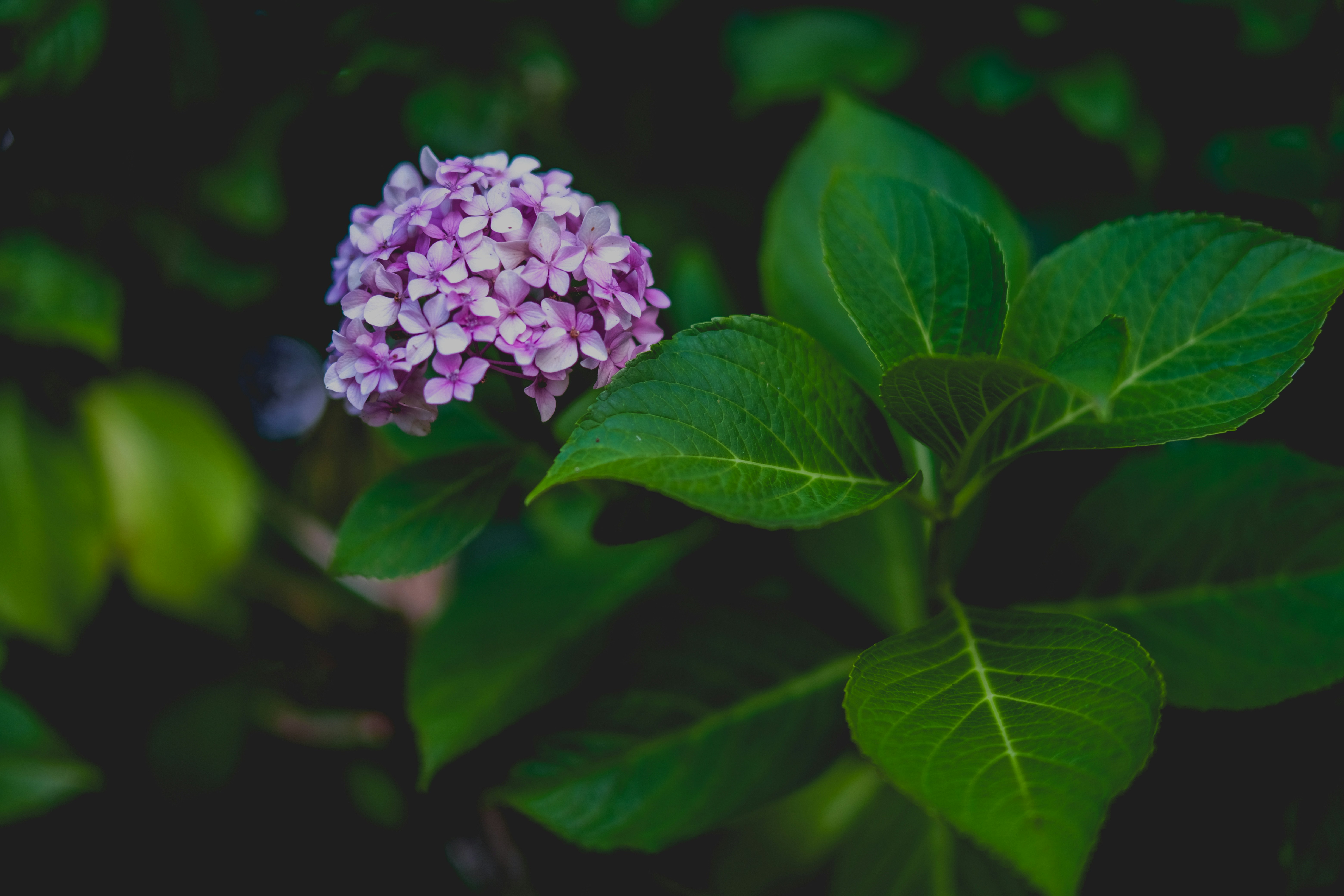 Photo by ravirdjr0111