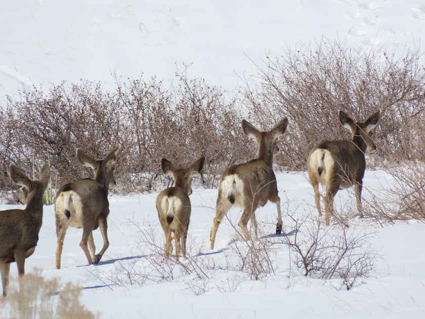 Wide-racked mule deer buck standing on a sage-covered ridge in western Colorado with red rock mesas and aspen groves in the background