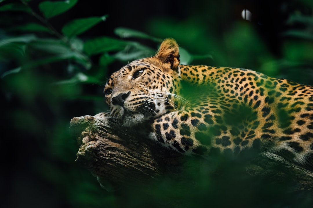 leopard on brown tree branch
