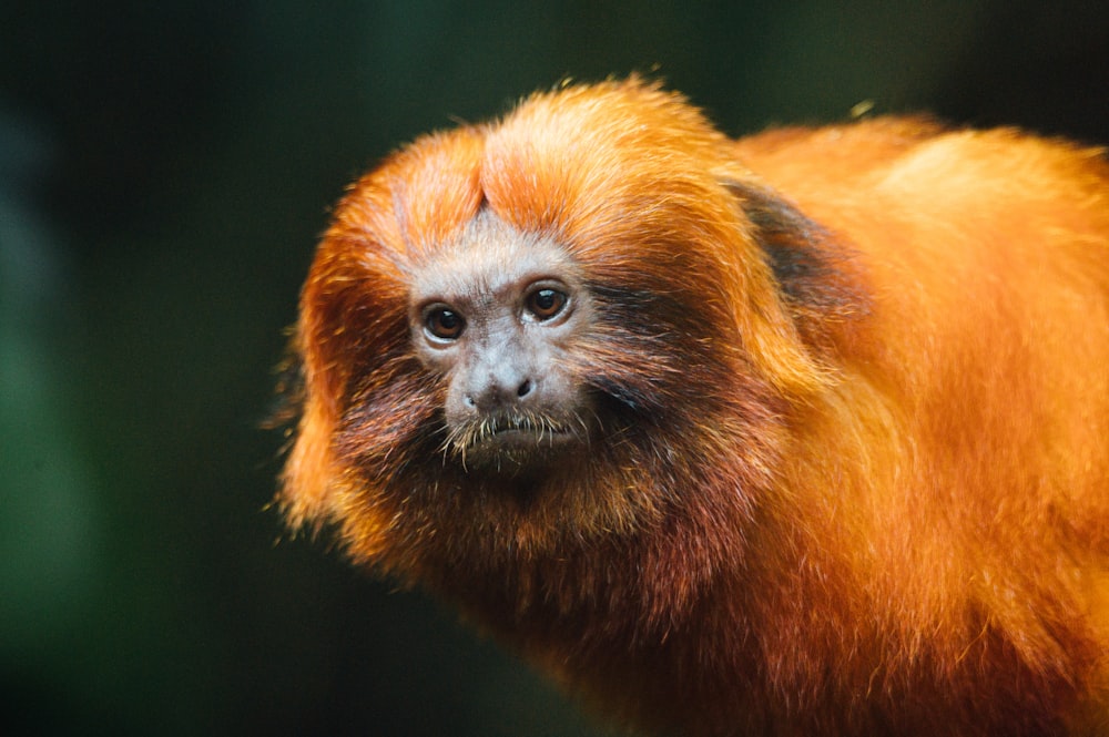 brown and black monkey on tree branch