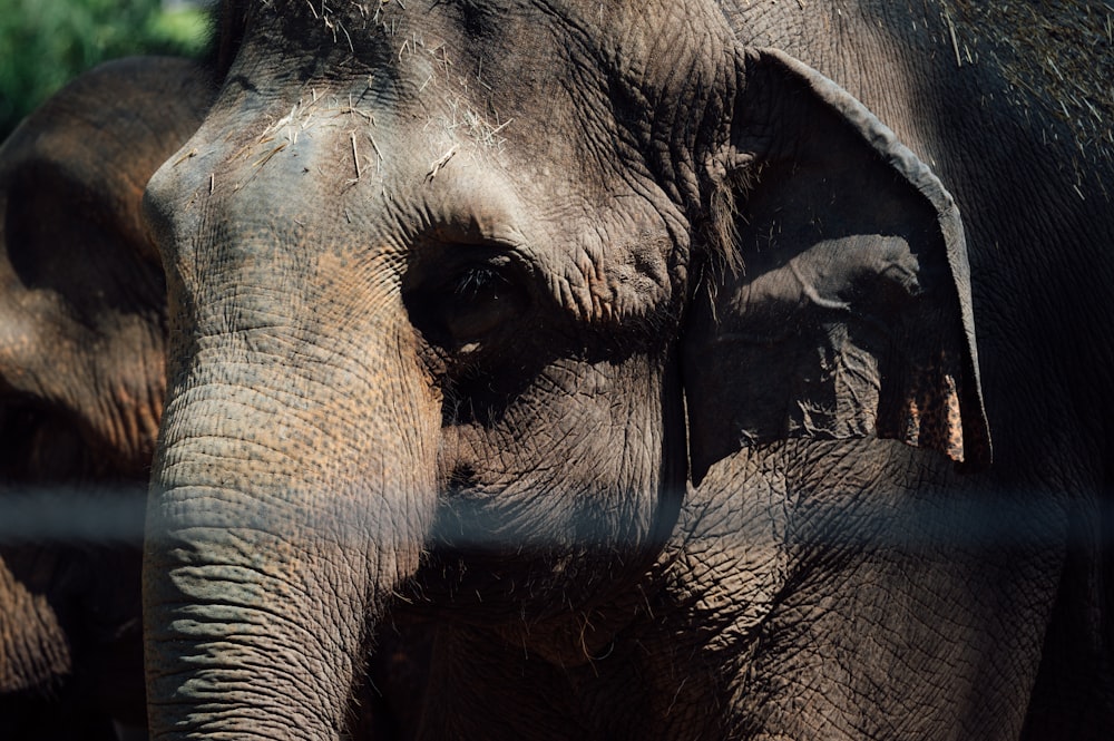 Brauner Elefant mit schwarzen Haaren