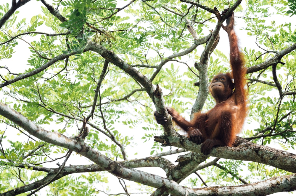 brown monkey on tree branch during daytime