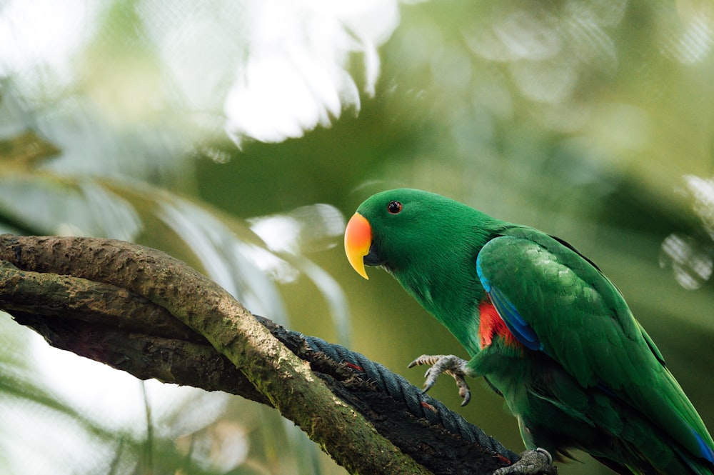 green yellow and blue bird on brown tree branch