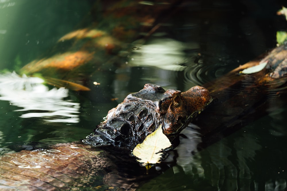 brown crocodile on water during daytime