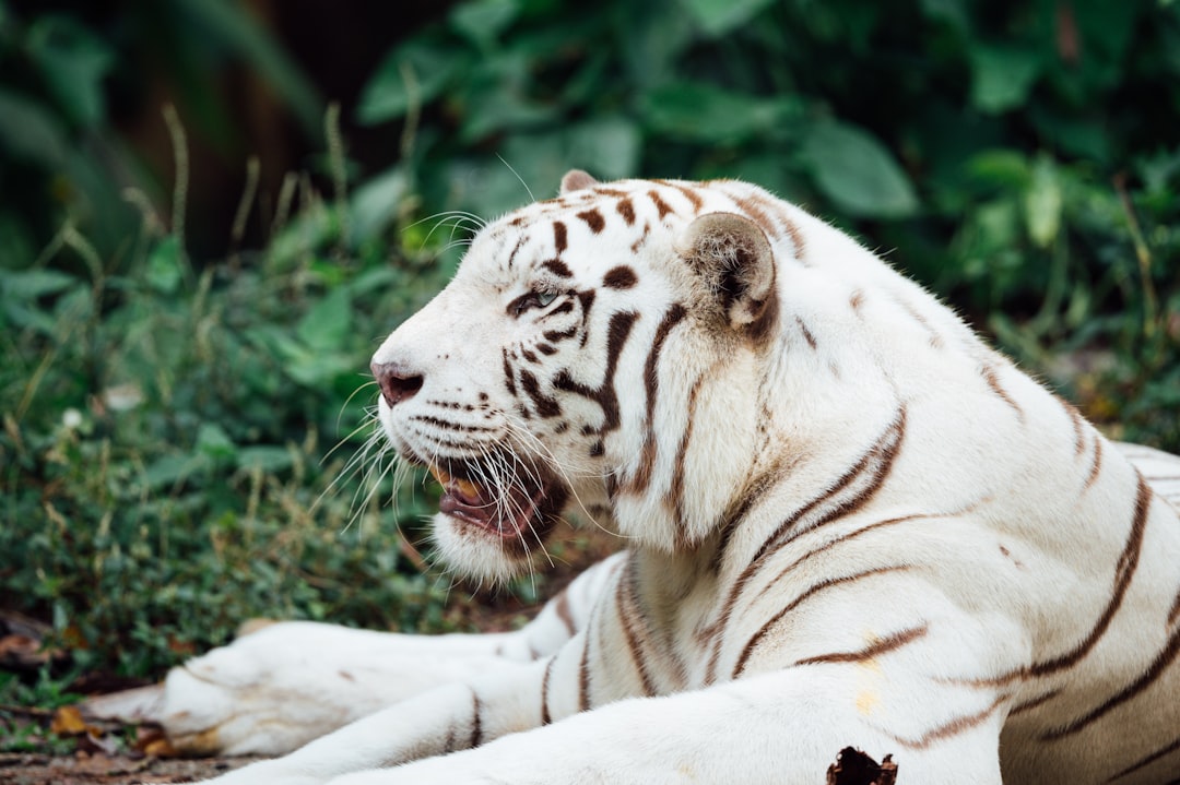 white and black tiger lying on ground