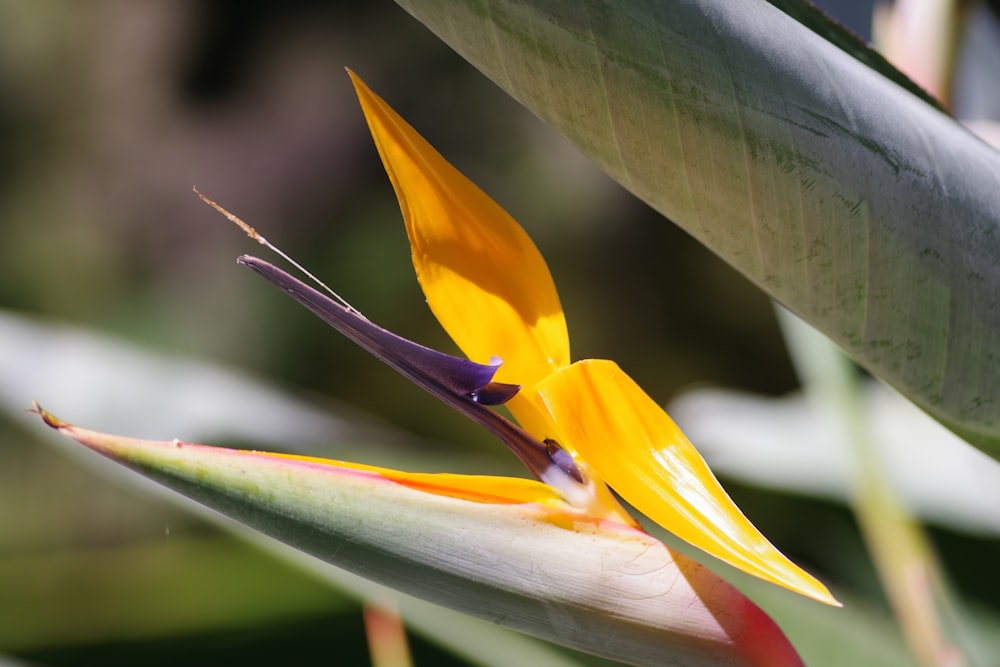 yellow and green birds of paradise in bloom during daytime