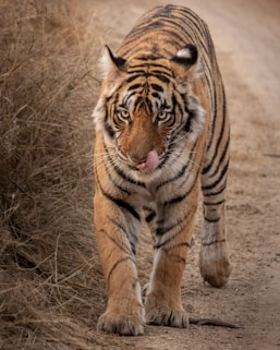 Rajasthan Package