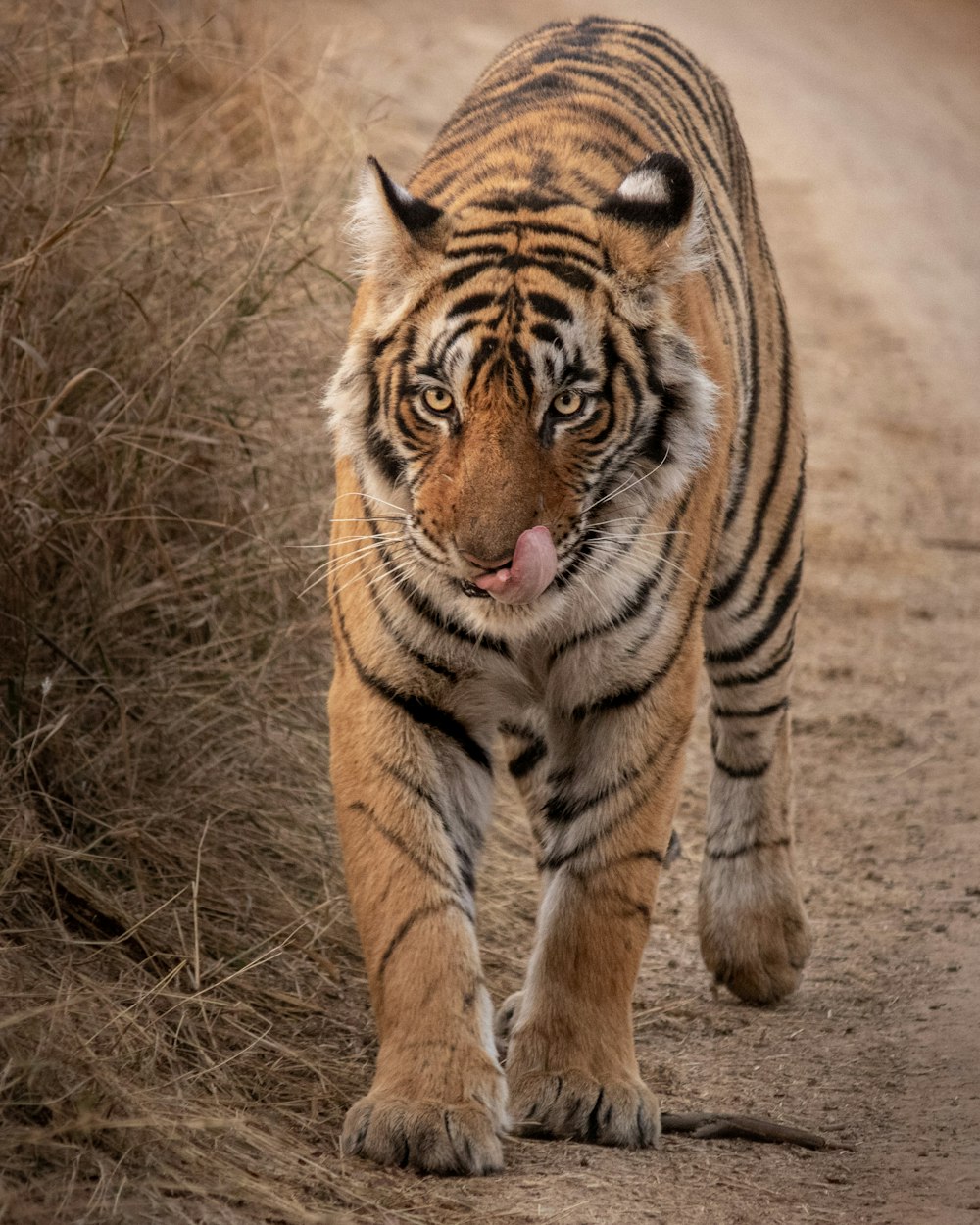 brown and black tiger on brown grass