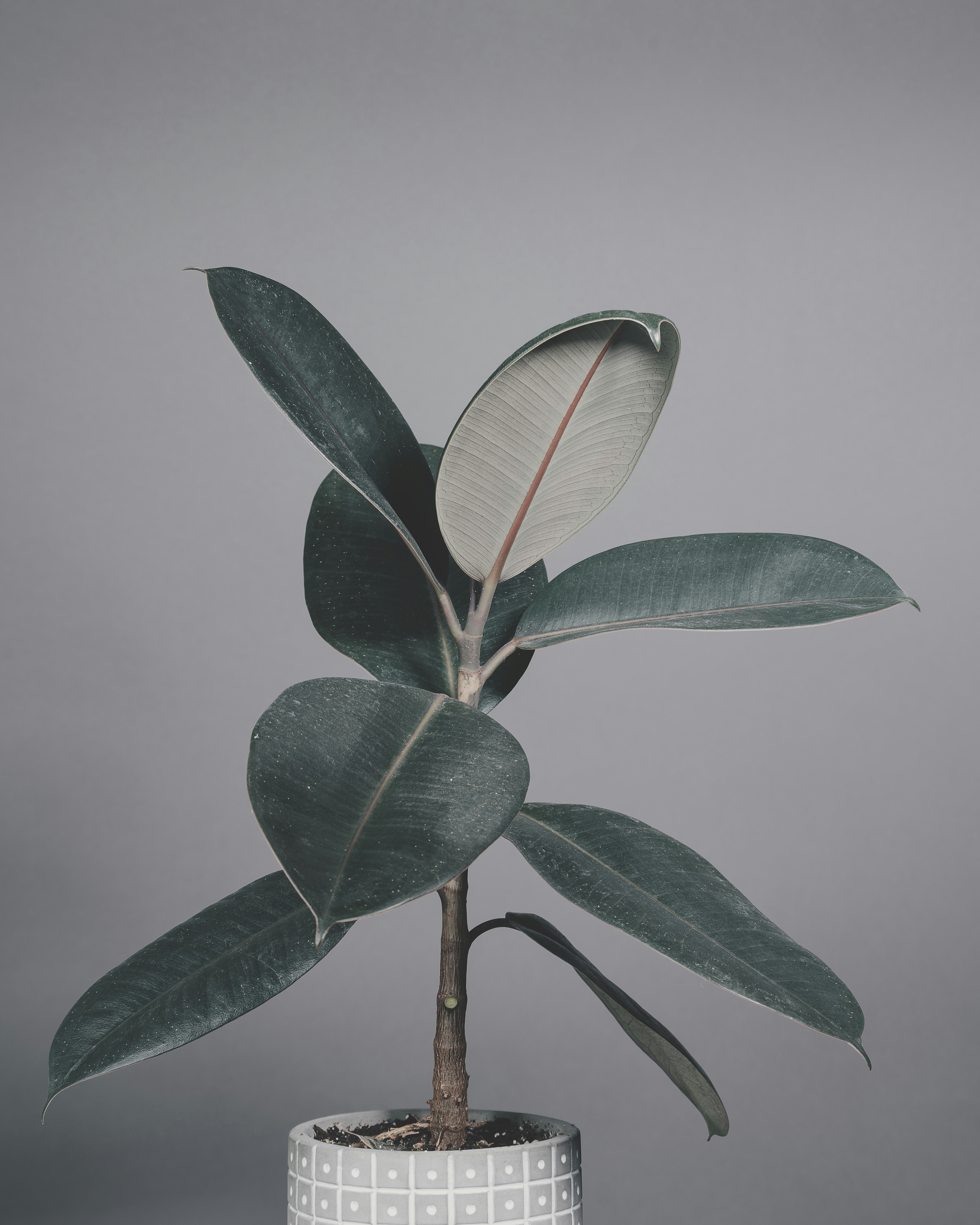 green leaf plant on brown stem