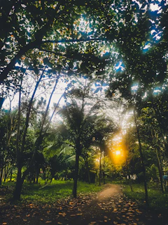 A serene forest path bathed in soft morning light, with lush green foliage surrounding the trail.